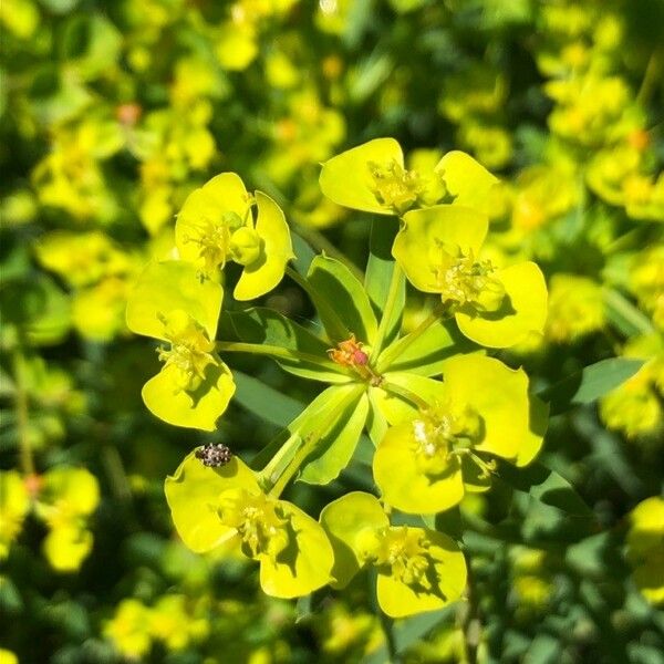 Euphorbia segetalis Flor