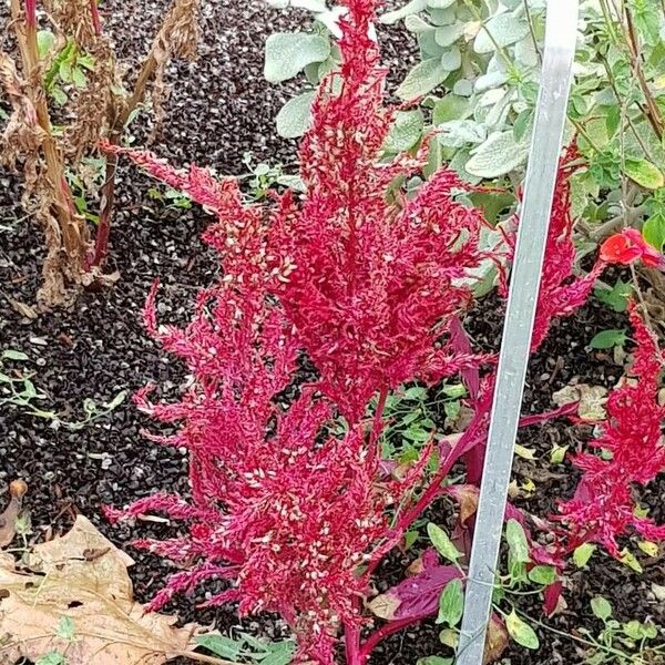 Amaranthus hypochondriacus Kwiat