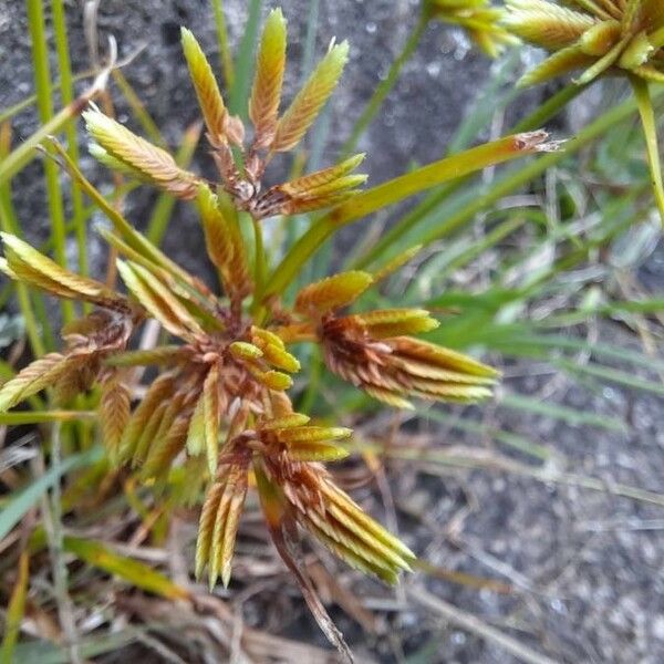 Cyperus eragrostis Cvet