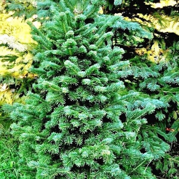 Abies lasiocarpa Hàbitat