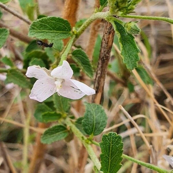 Hibiscus micranthus Blomma