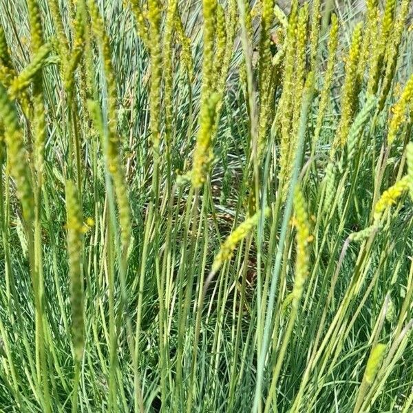 Plantago maritima Habit