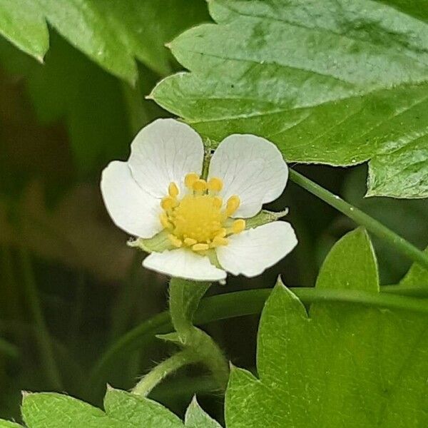 Fragaria vesca Цвят