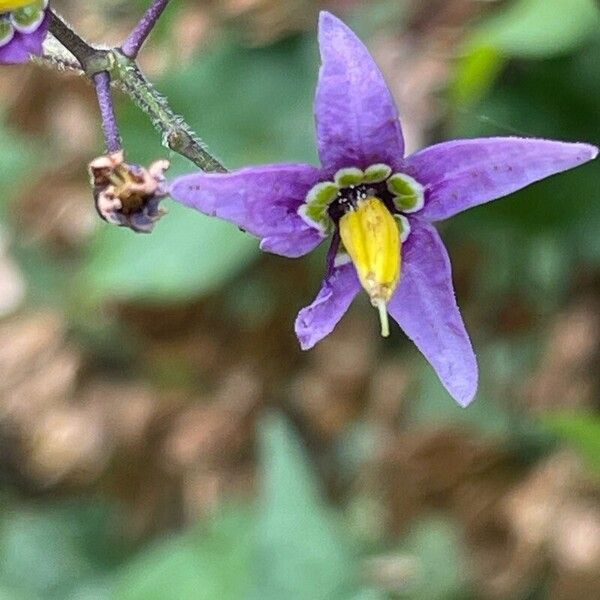 Solanum dulcamara Floro