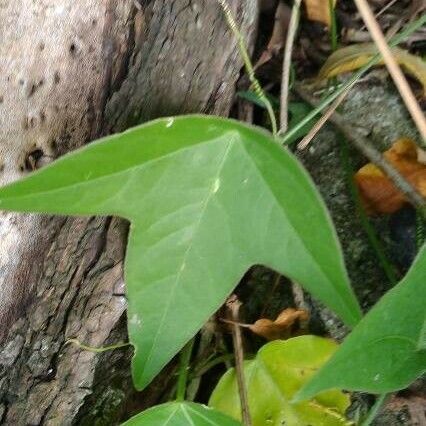 Passiflora suberosa Лист