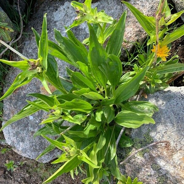 Gentiana purpurea Ліст