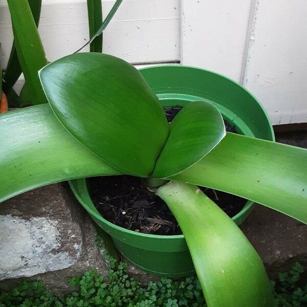 Haemanthus albiflos Hostoa