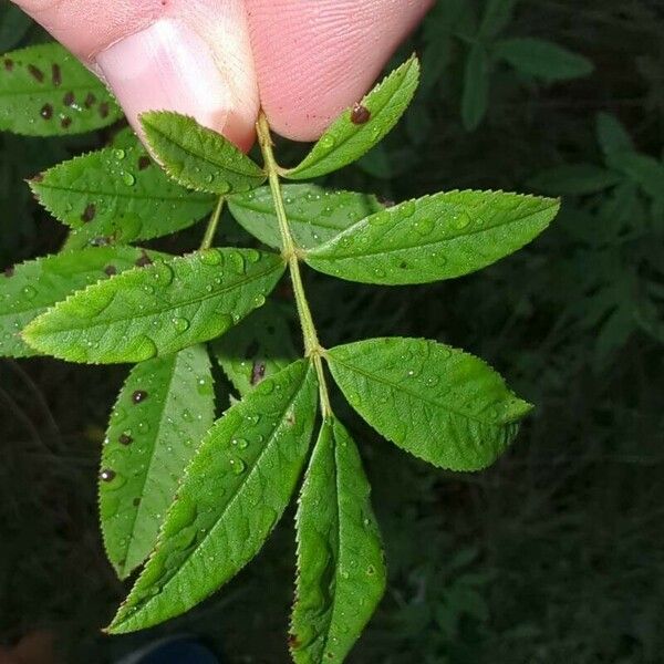 Rosa palustris List