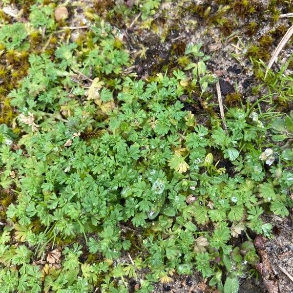 Alchemilla australis 葉