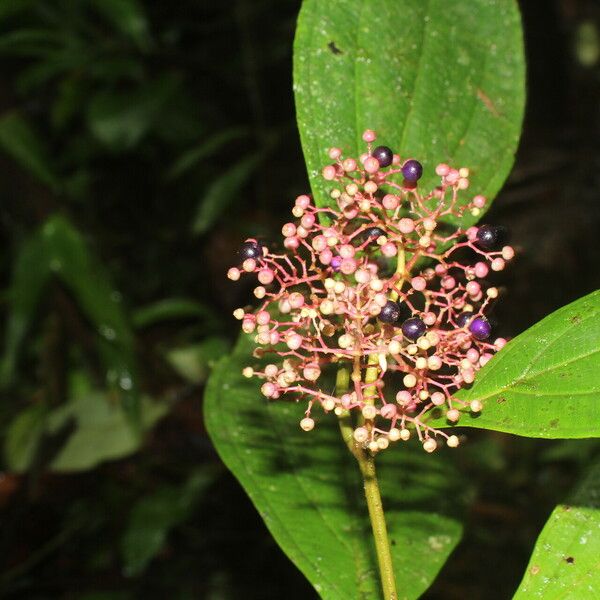 Miconia ligulata Õis