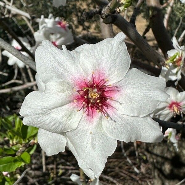 Prunus amygdalus Flor