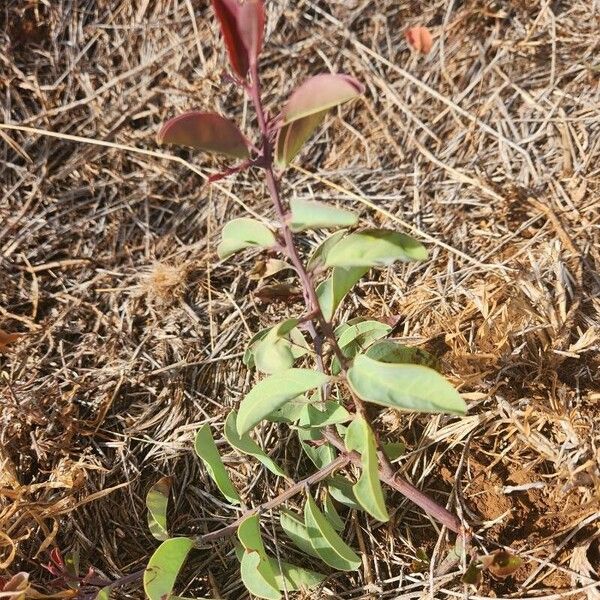 Ximenia americana Leaf