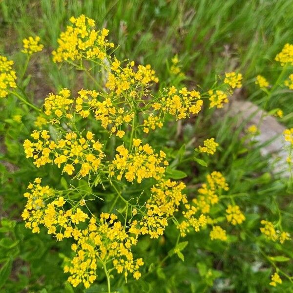 Rorippa austriaca Flower