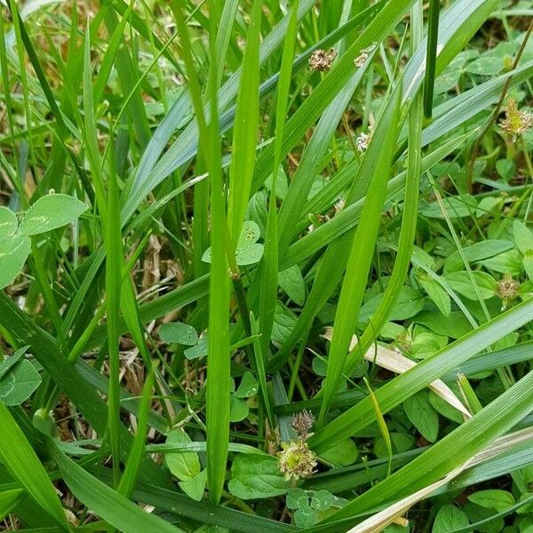 Lolium arundinaceum Leaf