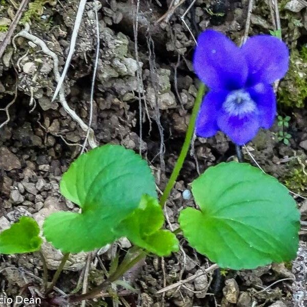 Viola riviniana Floare