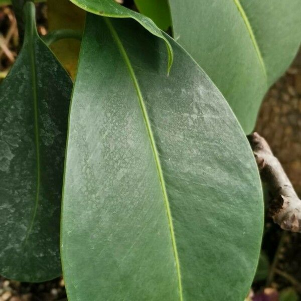 Clusia nemorosa Leaf