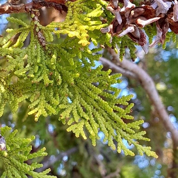 Platycladus orientalis Листок