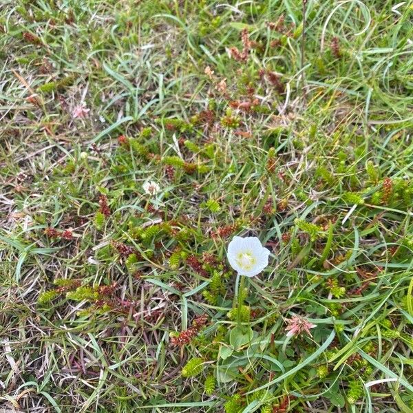 Parnassia palustris 花