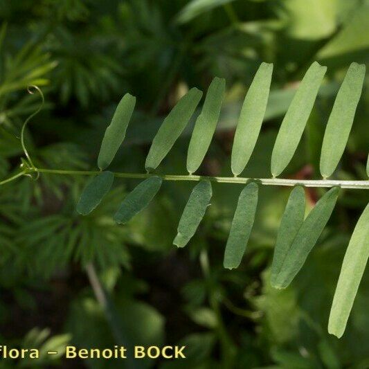 Vicia articulata 葉