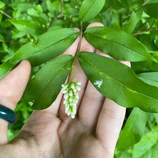 Ligustrum obtusifolium Blomst