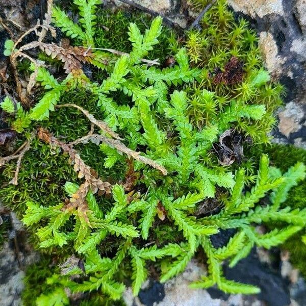 Selaginella denticulata Habitatea