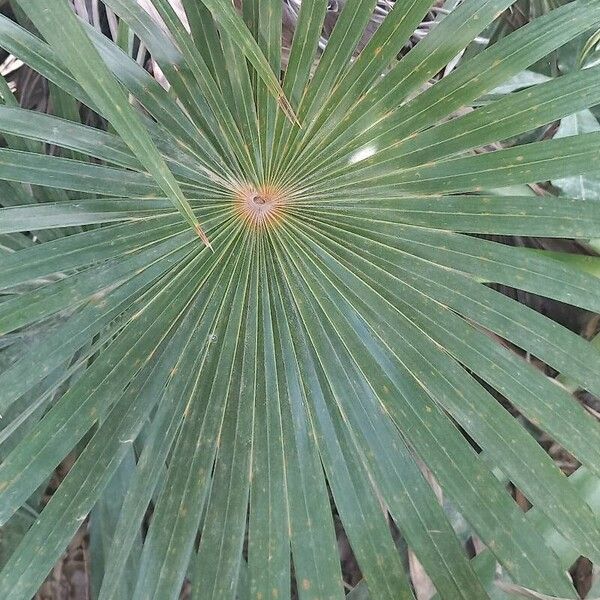 Coccothrinax barbadensis 葉