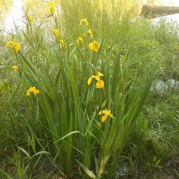 Iris pseudacorus Květ