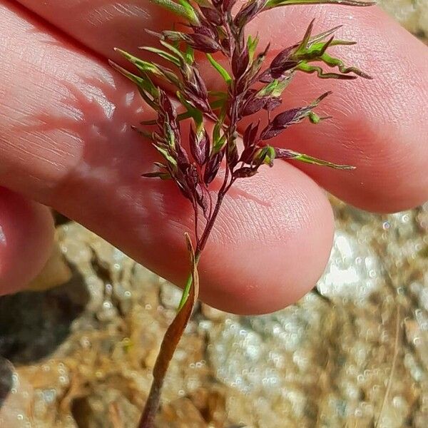 Poa alpina Gyümölcs