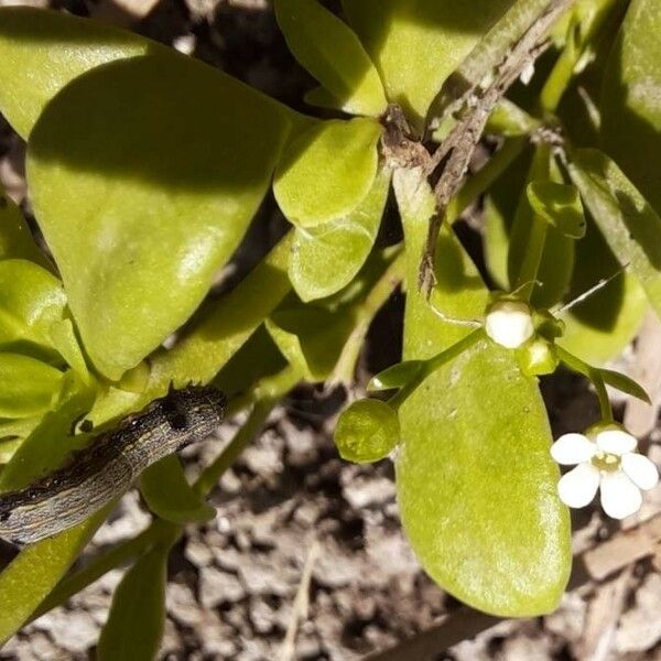 Samolus valerandi Leaf