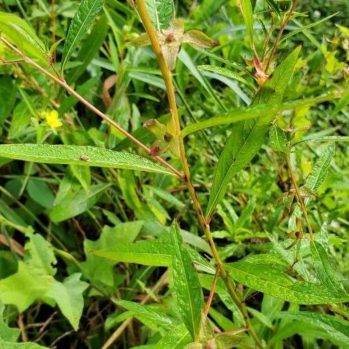 Ludwigia alternifolia Blatt