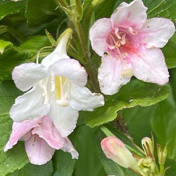 Weigela florida Flower