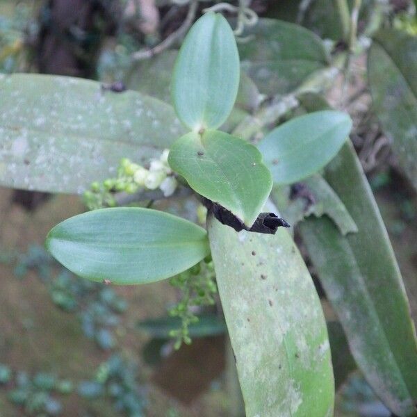 Rhipidoglossum densiflorum Flower