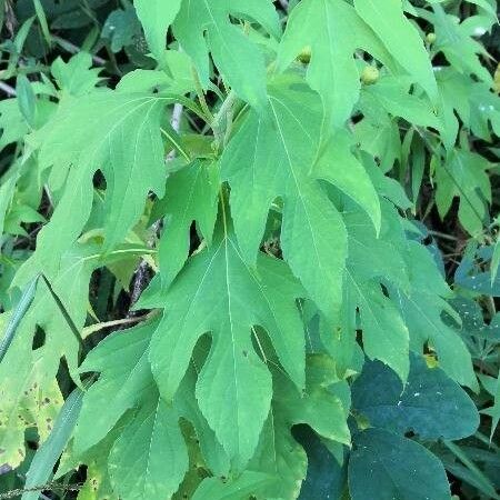 Tithonia diversifolia ശീലം