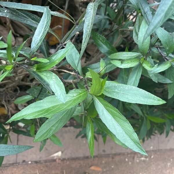 Ruellia simplex Leaf