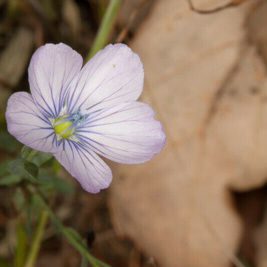 Linum bienne Flower