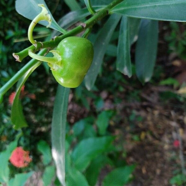 Cascabela gaumeri Fruto