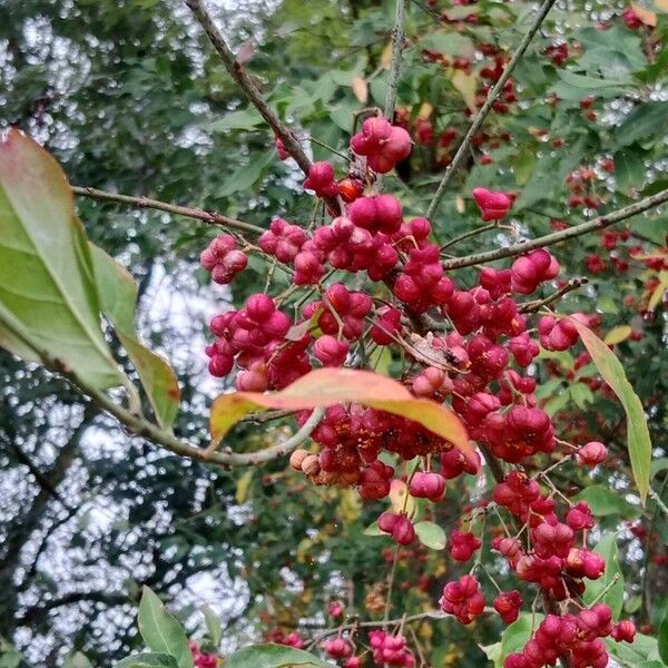 Euonymus europaeus Fruto