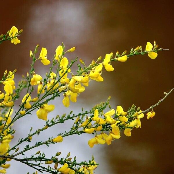 Cytisus scoparius Altres