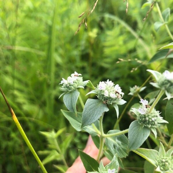 Pycnanthemum muticum Flower