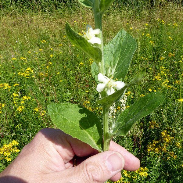 Verbascum × thapsi Floro