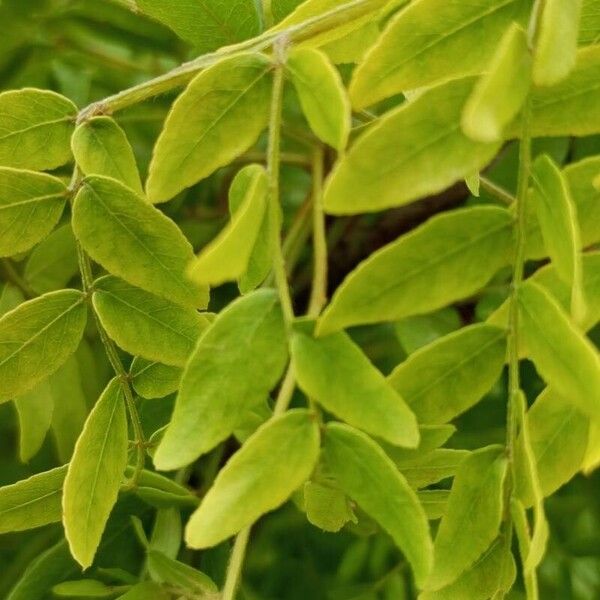 Gleditsia sinensis Blad