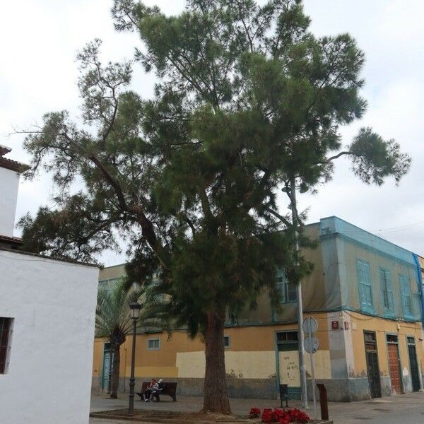 Casuarina cunninghamiana ᱛᱟᱦᱮᱸ