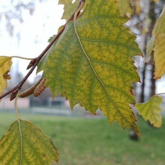 Betula pendula Leaf