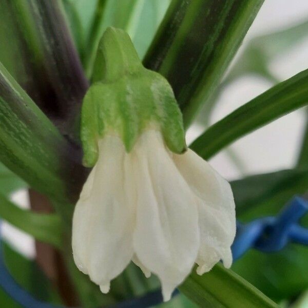 Capsicum annuum Flower