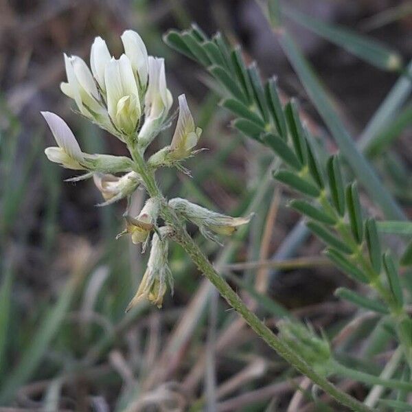 Astragalus hamosus Kwiat