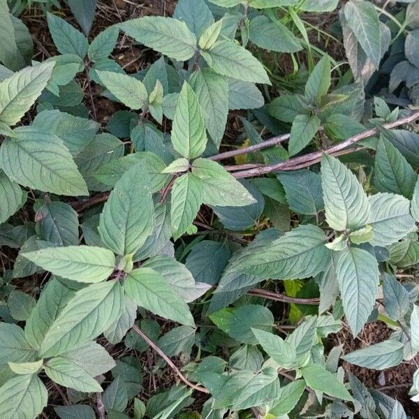 Monarda didyma Hostoa