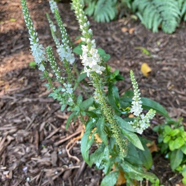 Veronica longifolia Flors