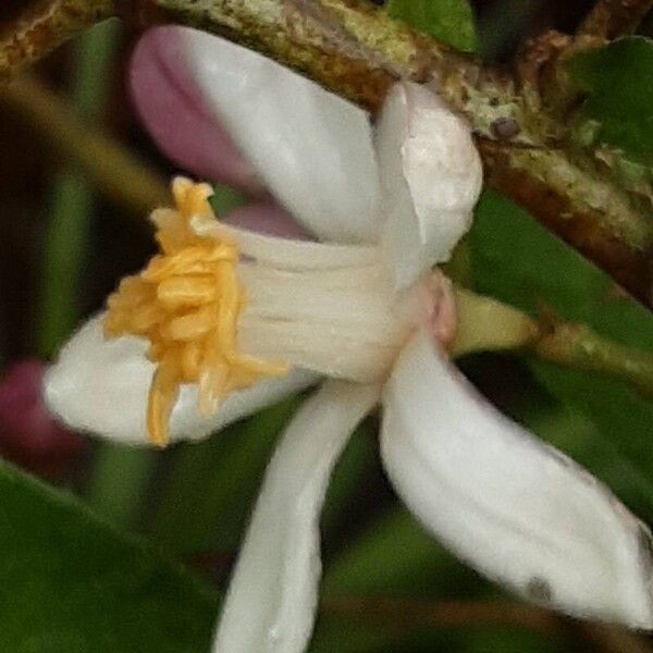 Citrus japonica Flower