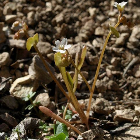 Claytonia parviflora Habit