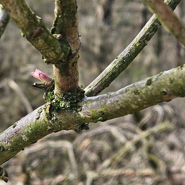 Sambucus racemosa 樹皮